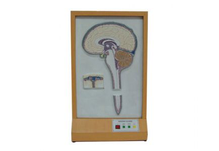 Cerebrospinal fluid circulation electric model